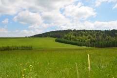 Wiosna w pełni..
